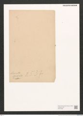 Diatomeae indet. (de-Toni-Nr.: Species 2537) Zeichnungen Sammlung Grunow (NHMW-BOT-W0373295)